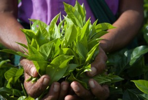 CM-HANDS-TEA-LEAVES